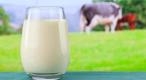 hình ảnh sữa bò